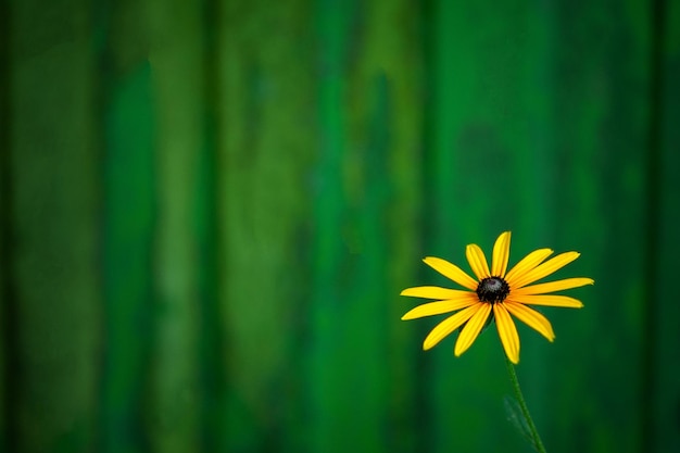 gele bloem tegen een groen hek