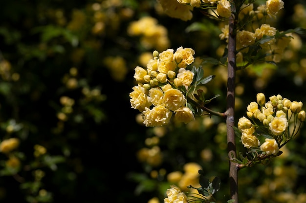 Gele bloem van Banksia roos bevochtigd door regen Rosa banksiae