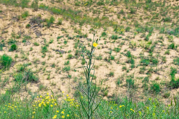 Gele bloem van Crepis tectorum narrowleaf hawksbeard in de bloeiende lente woestijn Sarykum zandduin