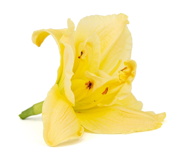 Gele bloem van Daglelie lelie bloem geïsoleerd op een witte achtergrond