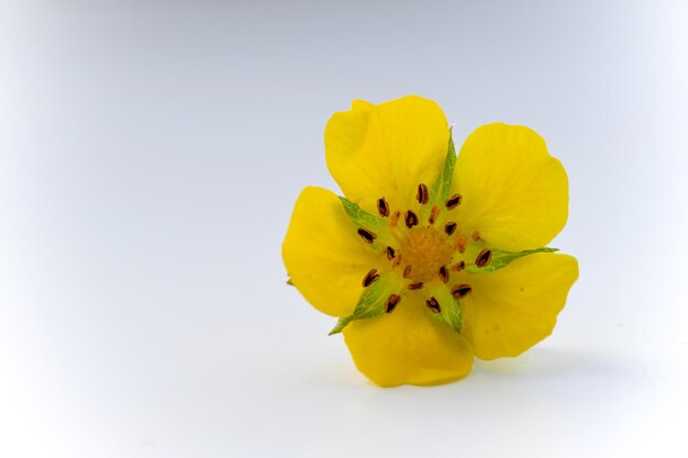 gele bloem van dichtbij gefotografeerd