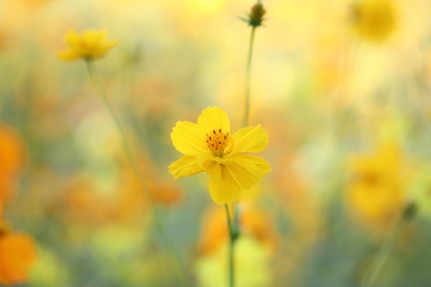 Gele bloem van dichtbij