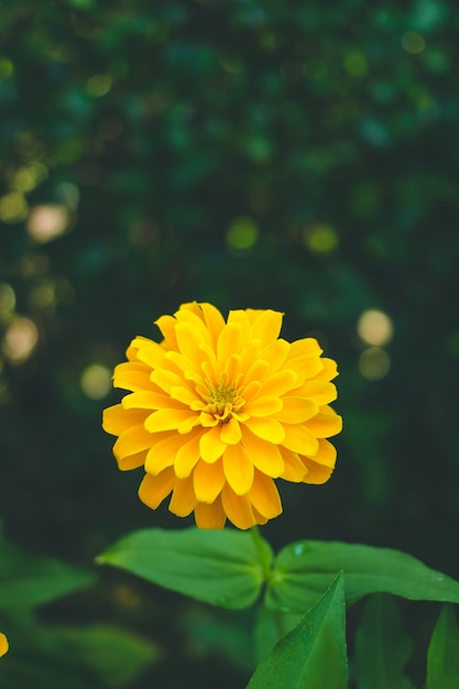 Gele bloem van Zinnia.