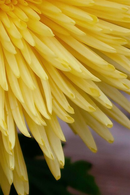 Foto gele bloem