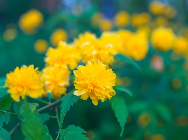 Gele bloemachtergrond