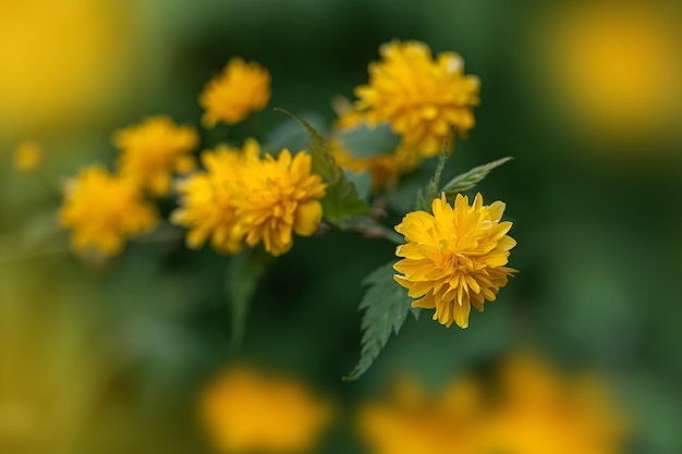 Gele bloemen aan de struik Japanse roos