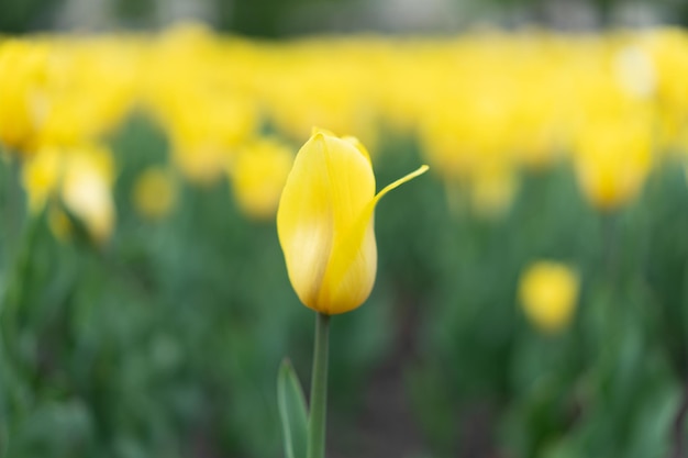 Gele bloemen achtergrond buiten Lente seizoen bloemen Selectieve aandacht