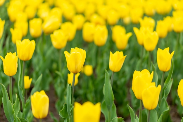 Gele bloemen achtergrond buiten Lente seizoen bloemen Selectieve aandacht