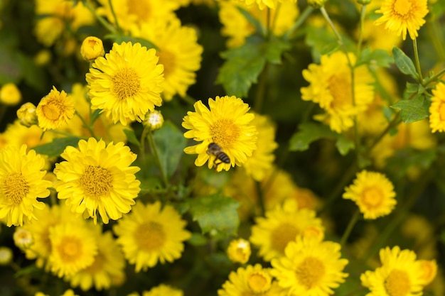 Gele bloemen achtergrond Gele chrysanten madeliefje bloem achtergrond Gele bloem bloeiende chrysant achtergrond Velden mooie gele bloemen