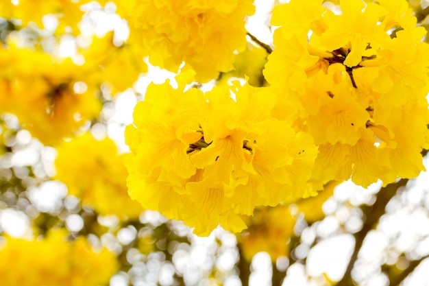 gele bloemen bloeien in de lentetijd