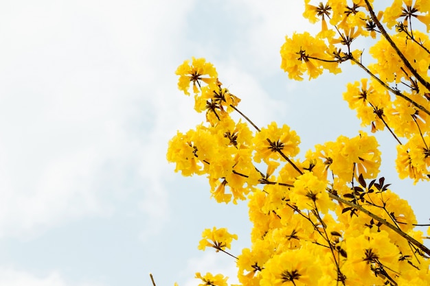 gele bloemen bloeien in de lentetijd