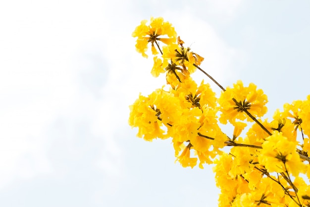 gele bloemen bloeien in de lentetijd