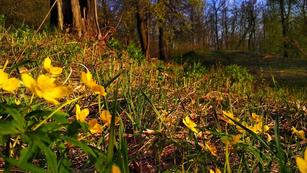 gele bloemen bloeien in het bos