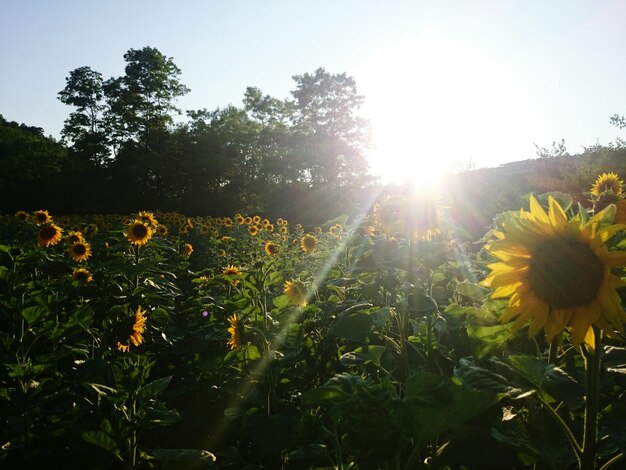 Foto gele bloemen bloeien in het veld.