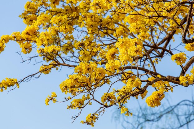 Gele bloemen bloeien