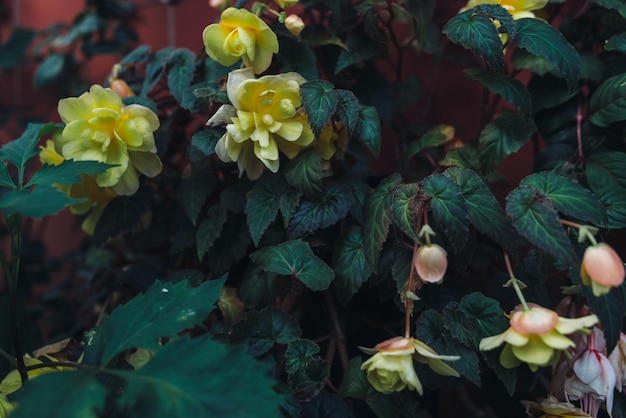 Gele bloemen Bloemenachtergrond Natuurlijke achtergrond