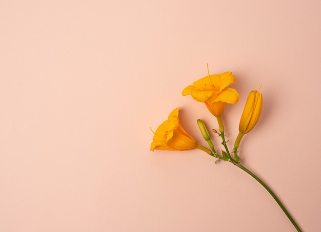 Gele bloemen daylily op een beige achtergrond