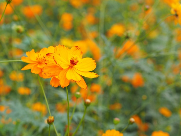 Gele bloemen die in de tuin bloeien