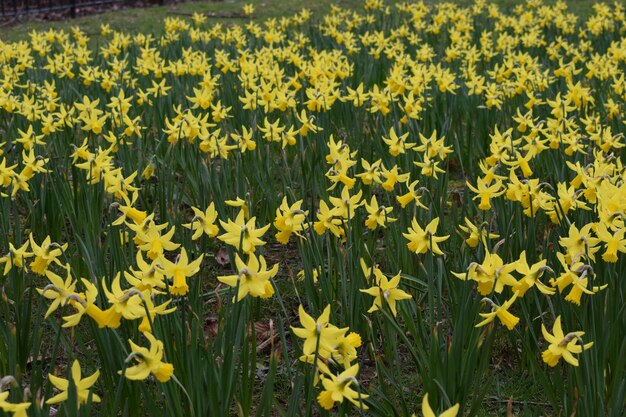 Foto gele bloemen die op het veld groeien