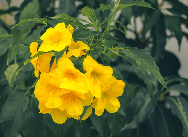 Gele bloemen die 's ochtends fel bloeien