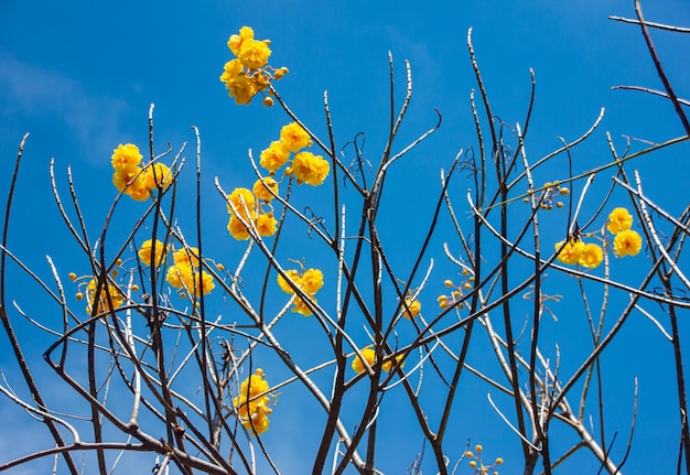 Gele bloemen die 's ochtends fel bloeien