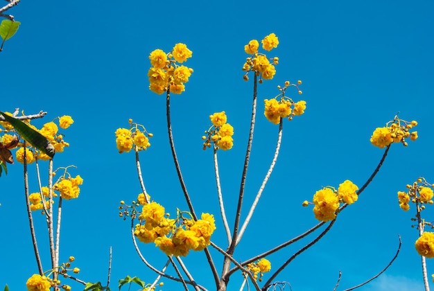 Gele bloemen die 's ochtends fel bloeien