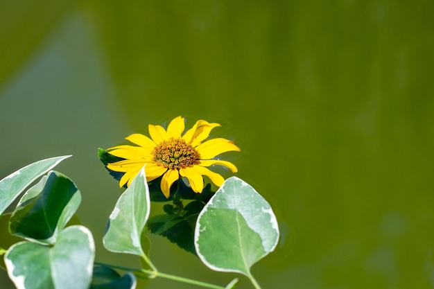 Gele bloemen en bladeren op het wateroppervlak in de vijver ter gelegenheid van het doopritueel