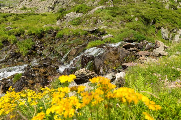 Gele bloemen en kleine waterval in bergen