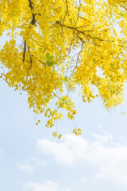 Gele bloemen en lucht