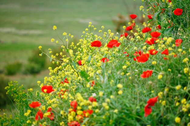 Gele bloemen en rode papavers in het veld.