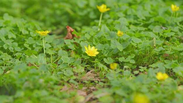 Gele bloemen ficaria verna kleine celandine of pilewort voorjaars achtergrond van bloemen