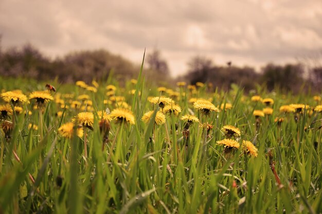 Foto gele bloemen groeien in het veld