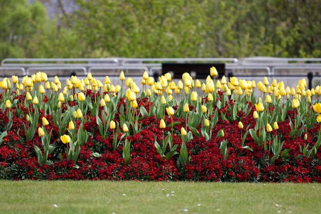 Foto gele bloemen groeien in het veld