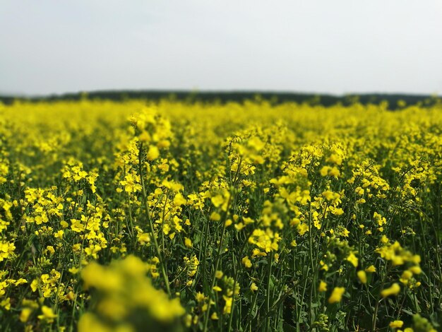 Foto gele bloemen groeien in het veld