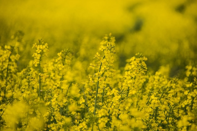 Gele bloemen groeien op het veld.