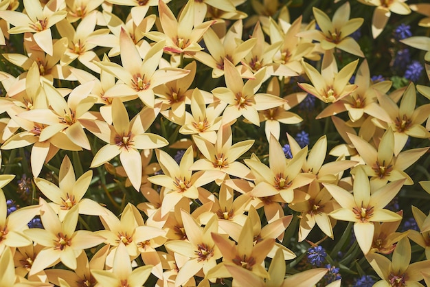 Foto gele bloemen in de tuin tijdens het lenteseizoen