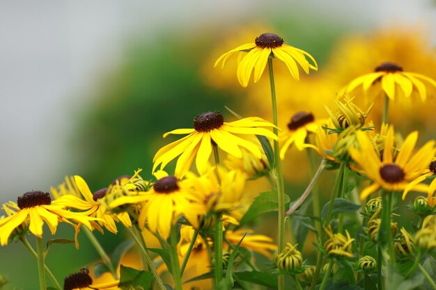 Foto gele bloemen in de tuin