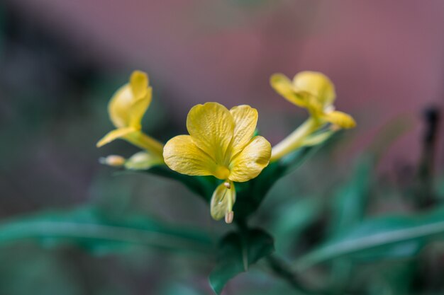 Gele bloemen in de tuin