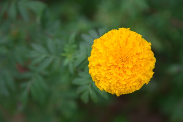 Gele bloemen in de tuin