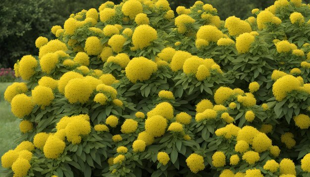 gele bloemen in de tuin