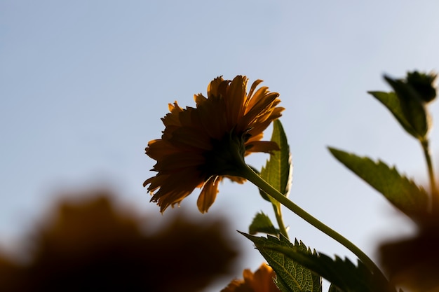 Gele bloemen in de zomer