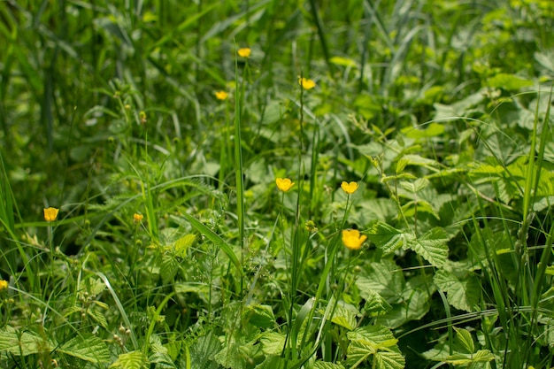 Gele bloemen in een bloeiend veld