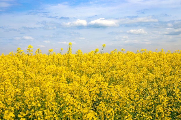 Gele bloemen in een veld koolzaad tegen een blauwe hemel Spring bloeiende landschap