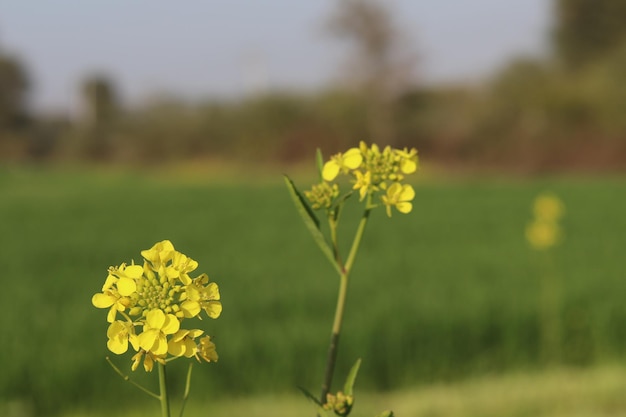 Gele bloemen in een veld