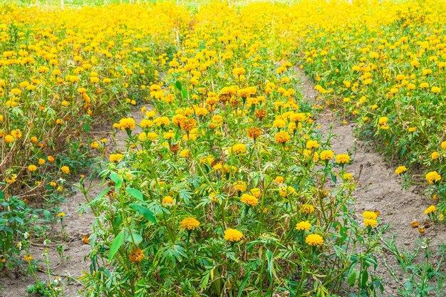 Gele bloemen in een weide natuurlijke zomer