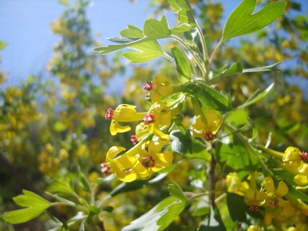 Gele bloemen in groen gebladerte foto