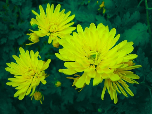 Gele bloemen in groen gebladerte foto