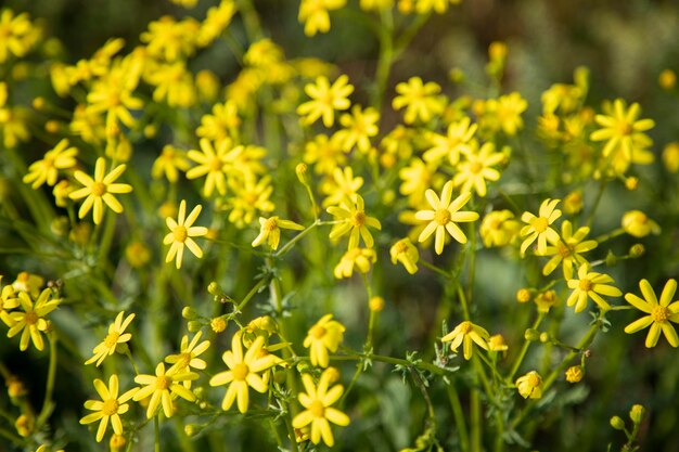 Foto gele bloemen in groen gras