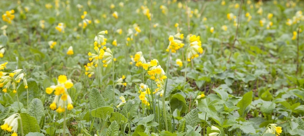 Gele bloemen in het bos. De lente. Prachtig uitzicht