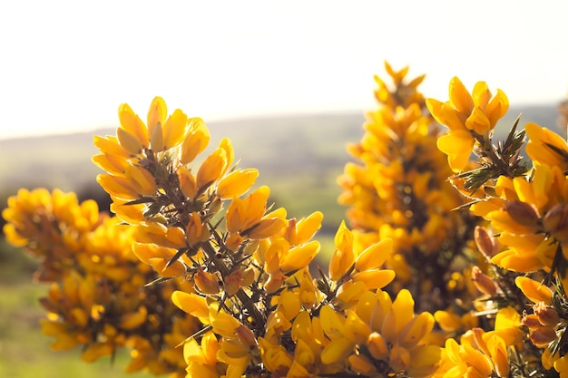 Gele bloemen in het veld